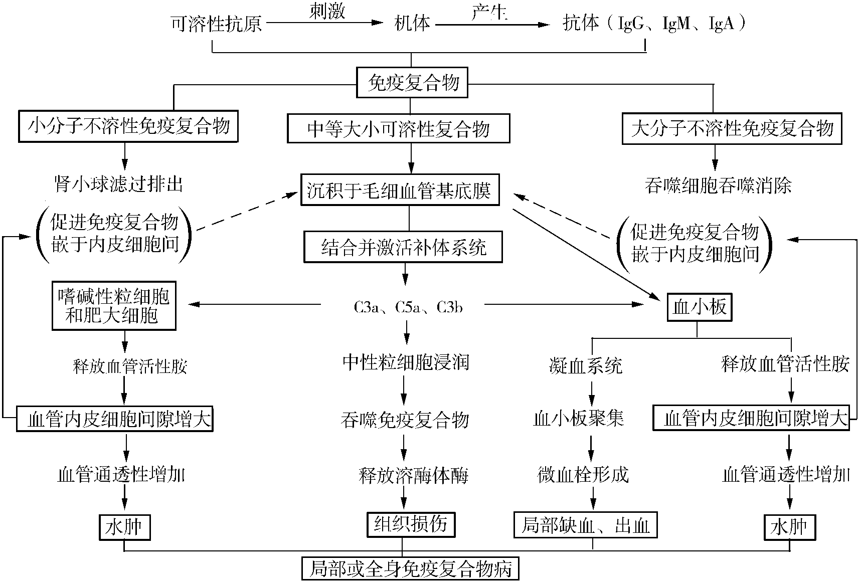 三、Ⅲ型超敏反應(yīng)